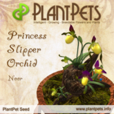PlantPet Seed [Princess Slipper Orchid *Noor*]