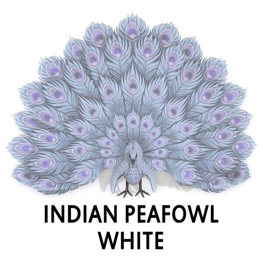 Amaretto Peacock White Mandarin M RARE
