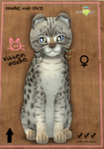 KittyCatS Box - Ocicat - Blue - Magic Kiss - female