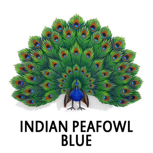 Amaretto Peacock Blue #KELLY OS# M