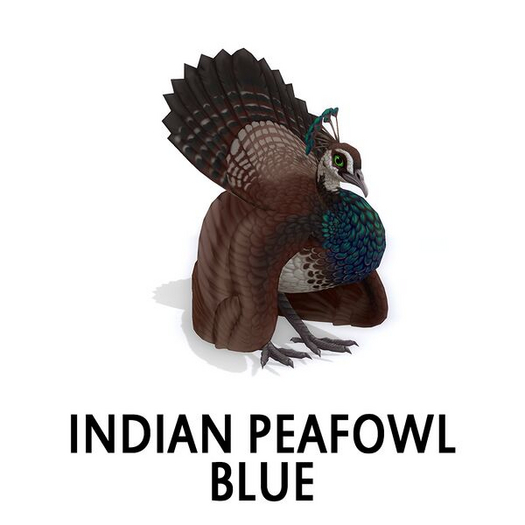 Amaretto Peahen Blue Aero F