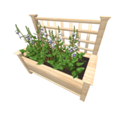 Arbor Planter Chinese violet