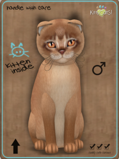 KittyCatS Box - Abyssinian - Cinnamon Male