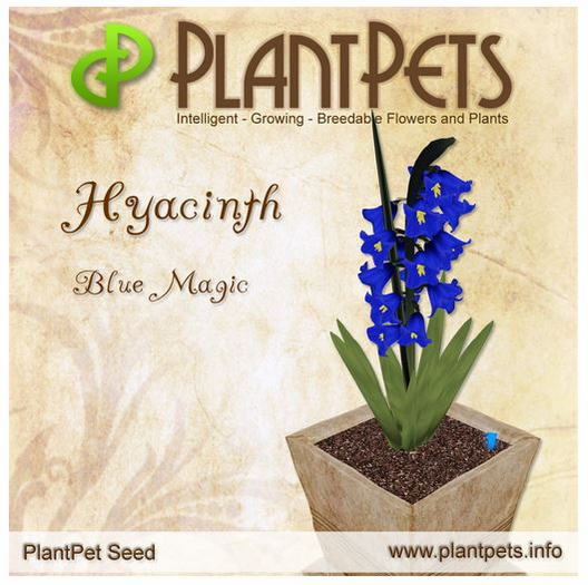 PlantPet Seed [Hyacinth *Blue Magic*] RARE