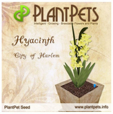 PlantPet Seed [Hyacinth *City of Harlem*]