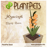 PlantPet Seed [Hyacinth *Gypsy Queen*] RARE