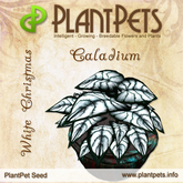 PlantPet Seed [Caladium *White Christmas*]