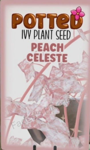 Potted: Ivy Seed: Peach Celeste