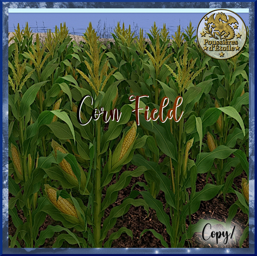 Poussieres d'Etoile Corn Fiel
