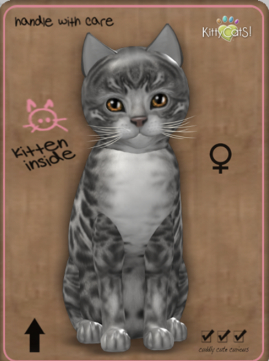 KittyCatS Box - Bengal - Silver Female