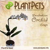 PlantPet Seed [Dendrobium Orchid *Erato*]