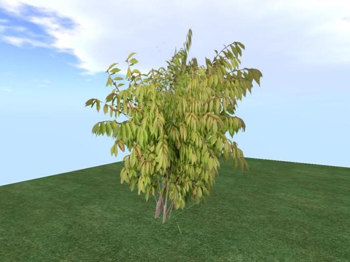 Arkads 1 Prim Dwarf Burning Bush