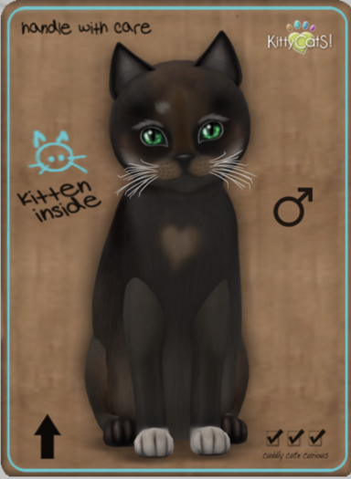 KittyCatS Box - Genesis - Coco IV Male
