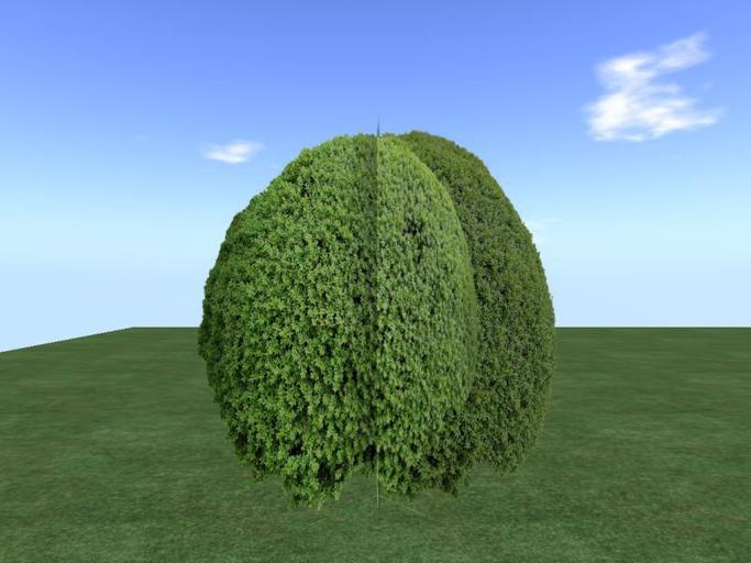 Arkads 1 Prim Common Boxwood