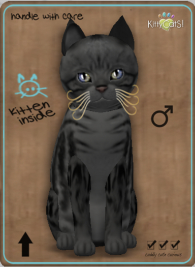 KittyCatS Box - Genesis - Smokey Male