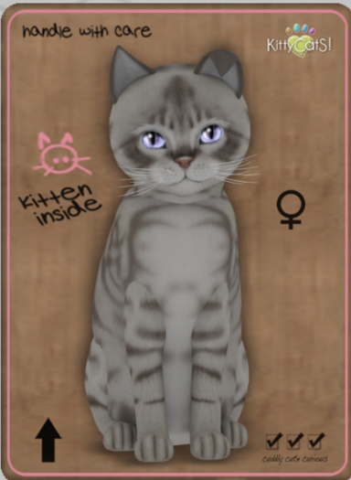 KittyCatS Box - Australian Mist - Blue Marble Female