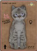 KittyCatS Box - Australian Mist - Blue Marble Female