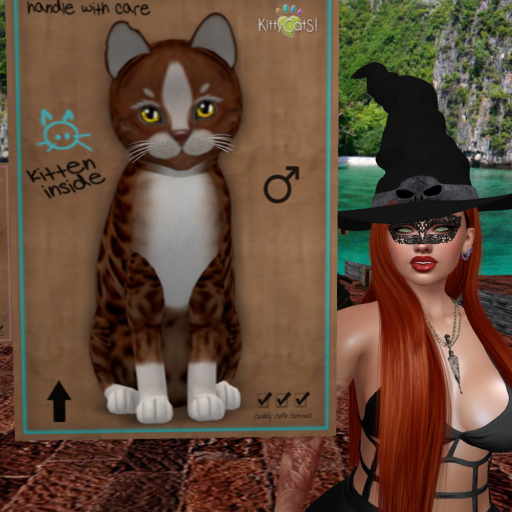 KittyCatS Box - New Born Kitten