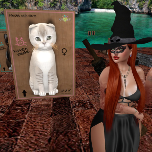 KittyCatS Box - New Born Kitten