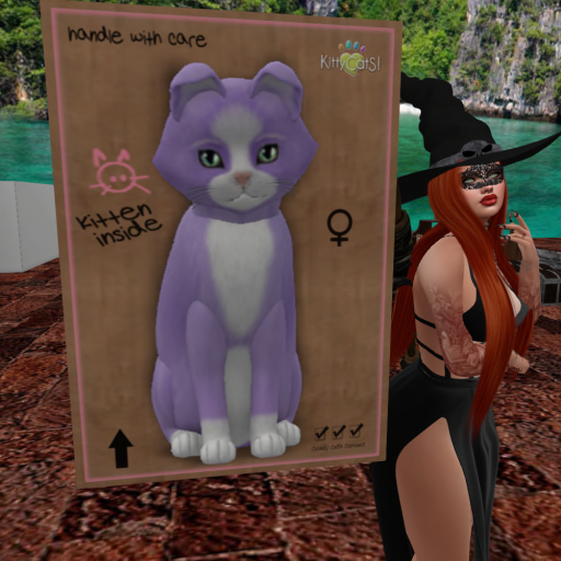 KittyCatS Box - New Born Kitten