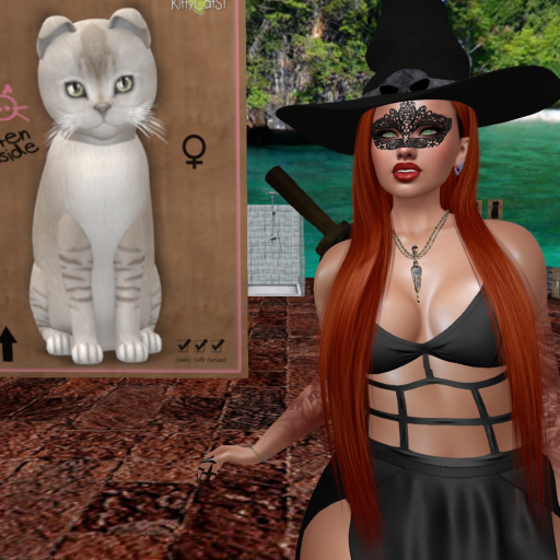 KittyCatS Box - New Born Kitten