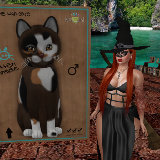 KittyCatS Box - New Born Kitten