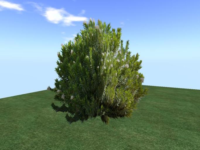 Arkads 1 Prim Caucasian Daphne