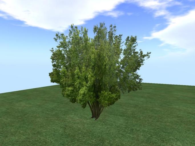 Arkads 1 Prim Cassia Flower Tree