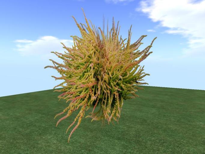 Arkads 1 Prim Calluna vulgaris v4