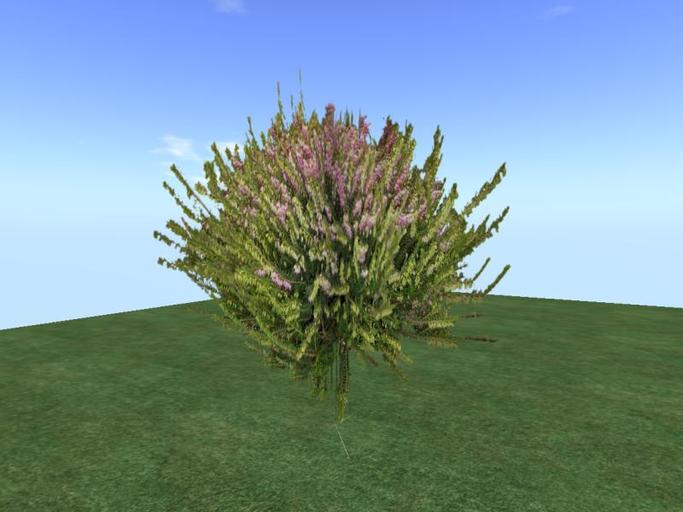 Arkads 1 Prim Calluna vulgaris v2