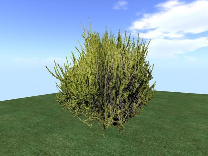 Arkads 1 Prim Calluna vulgaris v1