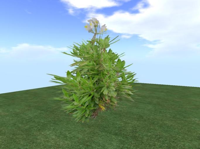 Arkads 1 Prim Bush Anemone v1
