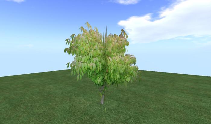 Arkads 1 Prim Burning Bush