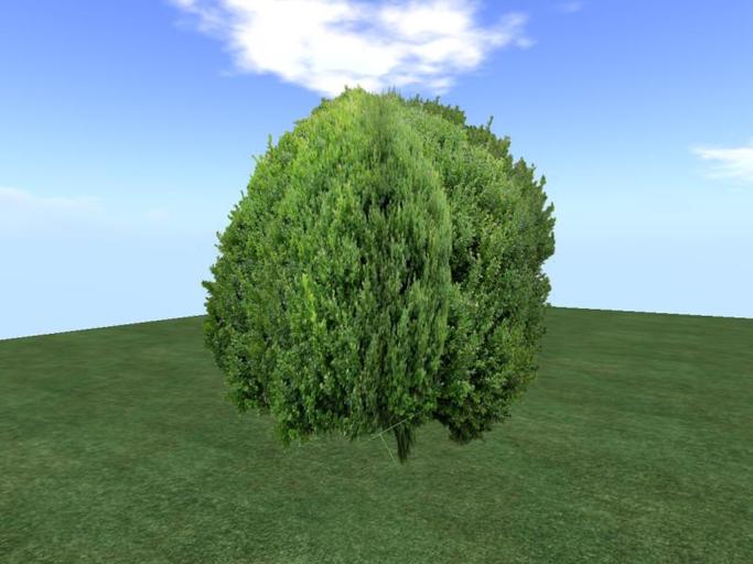 Arkads 1 Prim Boxwood    Buxus 'Green Mountain'