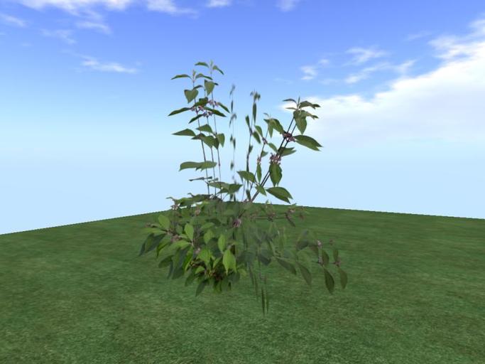 Arkads 1 Prim Beautyberry