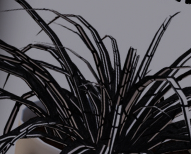 POTTED: RARE LIMITED EDITION Spider Plant Seed LE Cracked Bark