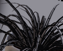 POTTED: RARE LIMITED EDITION Spider Plant Seed LE Cracked Bark