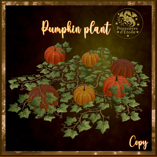 Poussieres d'Etoile Pumpkin plant
