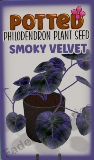 Potted: Philodendron Seed: Smoky Velvet