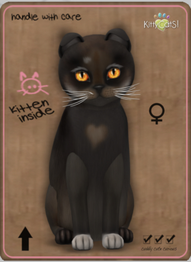 KittyCatS Box - Genesis - Coco IV female