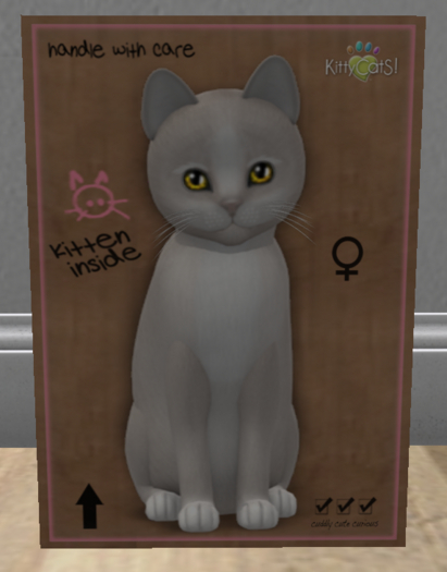 KittyCatS Box - New Born Kitten