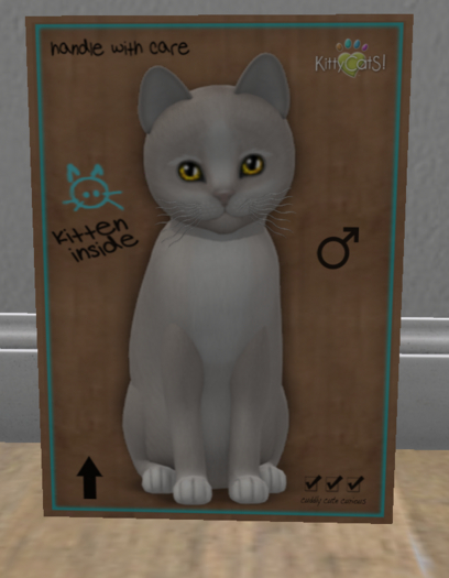 KittyCatS Box - New Born Kitten