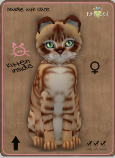 KittyCatS Box - Australian Mist - Ginger Female