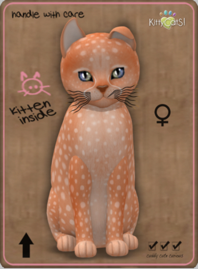 KittyCatS Box - Cheetah! - Tangerine Female