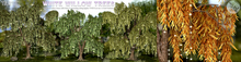 tarte. white willow trees - FULL SET
