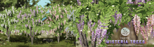 tarte. wisteria trees