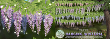 tarte. hanging wisteria - FULL SET