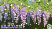 tarte. hanging wisteria (purple)