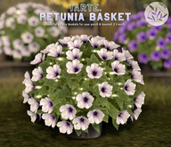 tarte. petunia basket (white)