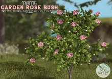 tarte. garden rose bush (pink)